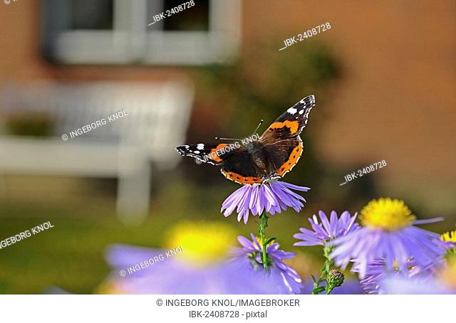 Red Admiral butterfly (Vanessa atalanta) on China Aster (Callistephus chinensis), PublicGround