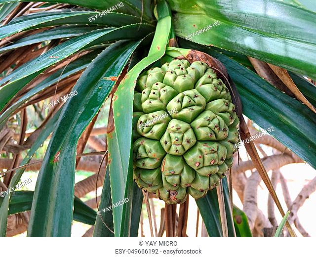 Seeds of pandanus or pine cones are seen in seagrass beds.