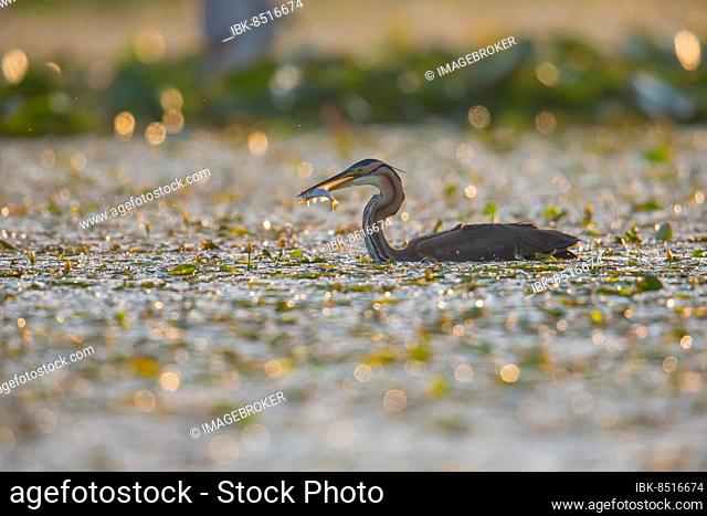 Purple heron (Ardea purpurea), the bird searches for prey in shallow water in the early morning, Hungary, Europe