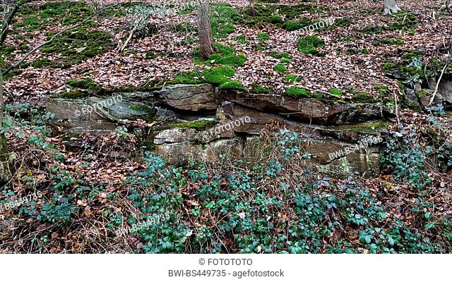 rock wall on a slope with black berry, Germany, North Rhine-Westphalia, Ruhr Area, Witten