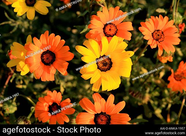 Close-up of Namaqualand daisies in flower bed, Voortrekker Monument Museum, Pretoria/Tshwane, Gauteng, South Africa