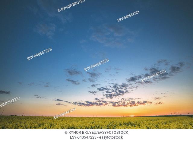 Agricultural Landscape With Flowering Blooming Rape, Rapeseed, Oilseed In Field Meadow In Sunset Sunrise Sky In Spring Season