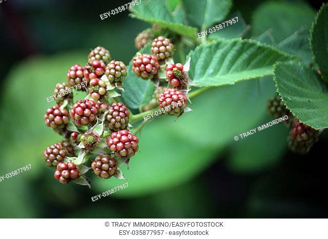 Macro shot of blackberries beginning to ripen on a branch using a bokeh effect