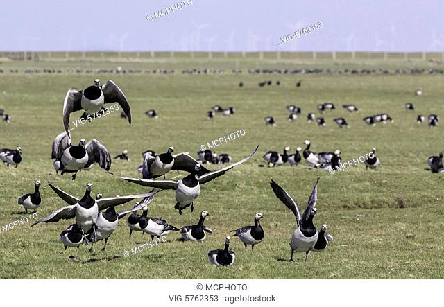 Barnacle Geese on island Hooge, Branta leucopsis - Hooge, Schleswig-Holstein, Germany, 16/04/2016