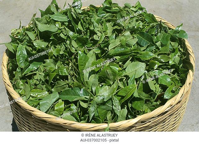 China - Yunnan - Xishuangbanna - Menghai - Drying tea leaves