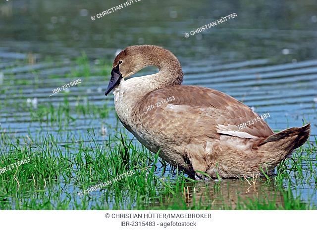 Mute Swan (Cygnus olor), immature, North Rhine-Westphalia, Germany, Europe