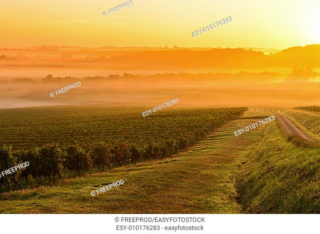 Vineyard Sunrise in Bordeaux Vineyard-France
