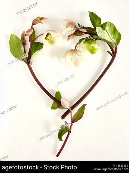 delicate hellebore flowers arranged artfully in the shape of a heart on a white surface