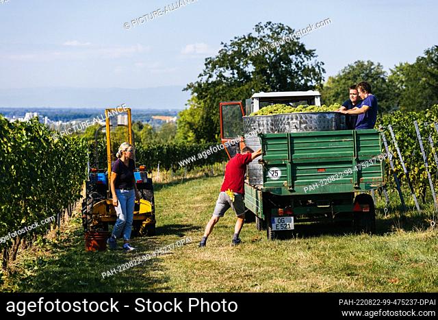 22 August 2022, Baden-Wuerttemberg, Offenburg: Helpers load vats of grapes onto a trailer while the Rhine plain can be seen in the background