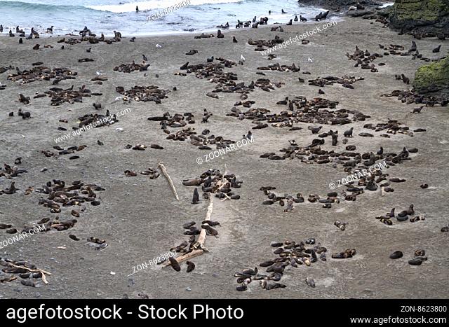 rookery of northern fur seals on Bering Island