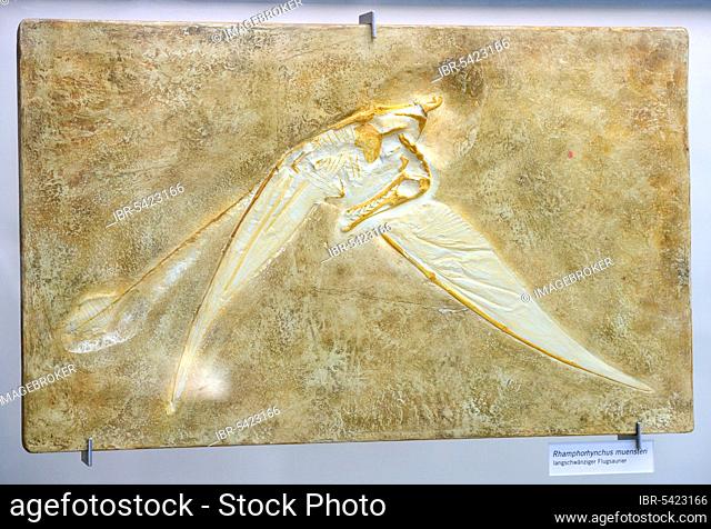 Fossilisation of a long-snouted pterosaur (Rhamphorhynchus muensteri), Museum für Naturkunde, Berlin, Germany, Europe