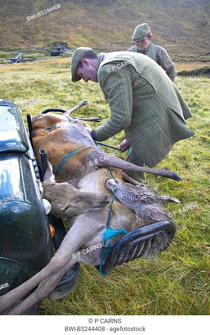 red deer Cervus elaphus, rangers in a mountain meadow loading shot red deers onto the front tray of a land rover, United Kingdom, Scotland, Sutherland