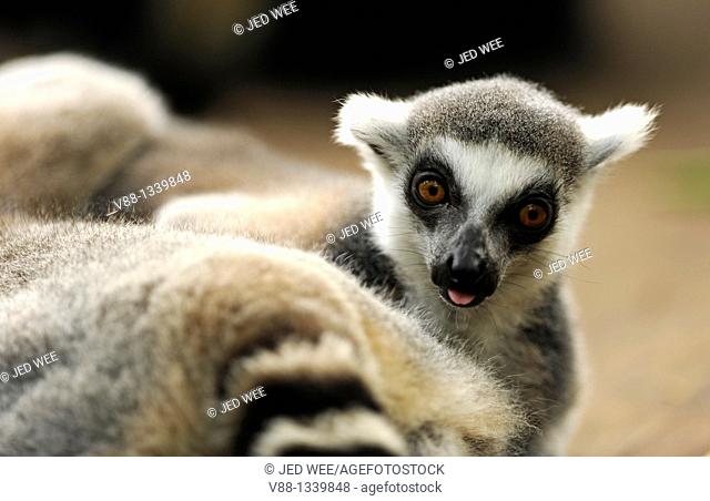 Ringed-tailed Lemur (Lemur catta), Singapore Zoological Gardens, Singapore