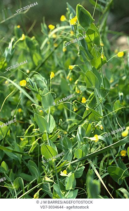 Yellow pea (Lathyrus aphaca) is an annual herb native to Mediterranean Basin and Asia