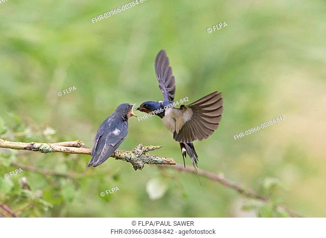 Barn Swallow (Hirundo rustica) adult, in flight, feeding fledged young, begging for food on twig, Suffolk, England, August