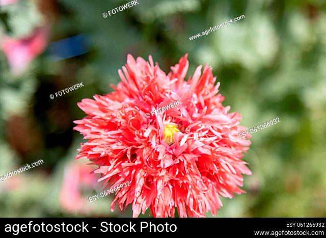Red fringed poppy, Papaver lacinatum (Chrimson Feathers) and its beautiful pink flower