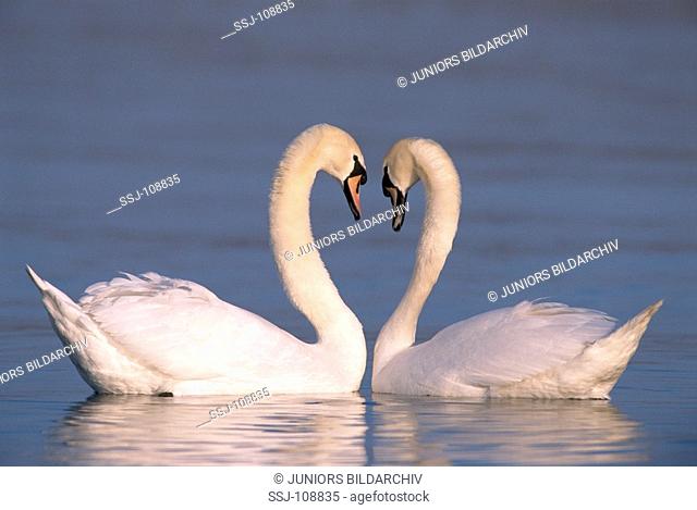 animal, bird, white-swan