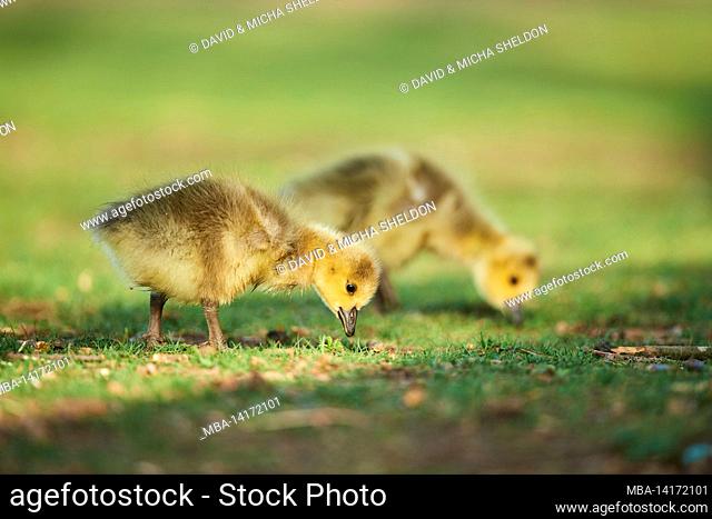 canada goose (branta canadensis), chick in a meadow, franconia, bavaria, germany