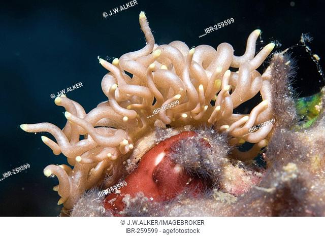 Nudibranch or sea slug (Phyllodesmium briareum)