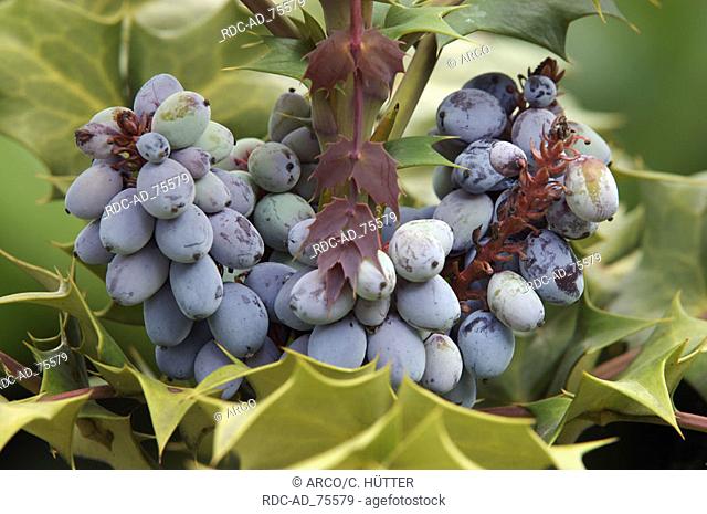 Oregon Grape berries Mahonia aquifolium