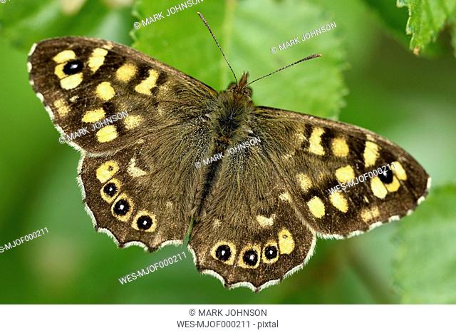 Germany, Speckled wood butterfly, Pararge aegeria, sitting on plant