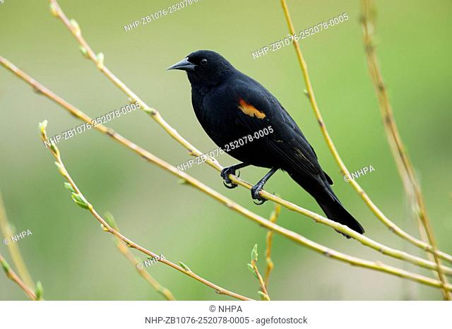 Red-winged blackbird, Agelaius phoeniceus