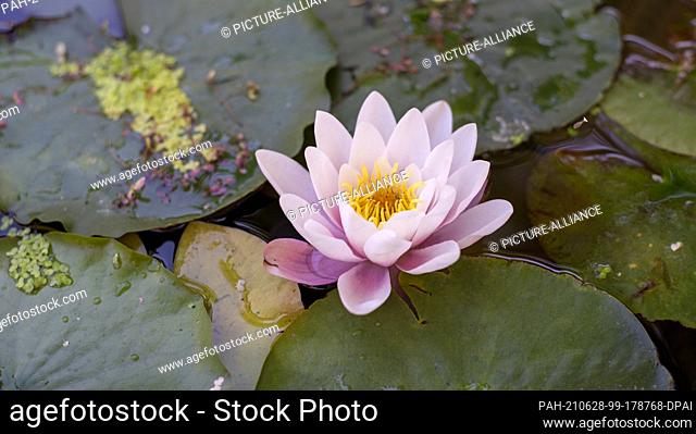 18 June 2021, Saxony-Anhalt, Wolmirstedt: A water lily blooms in a pond. Photo: Stephan Schulz/dpa-Zentralbild/ZB. - Wolmirstedt/Saxony-Anhalt/Germany