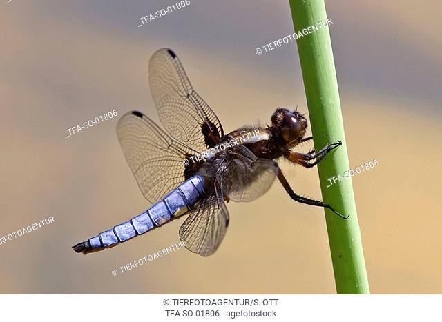broad-bodied chaser