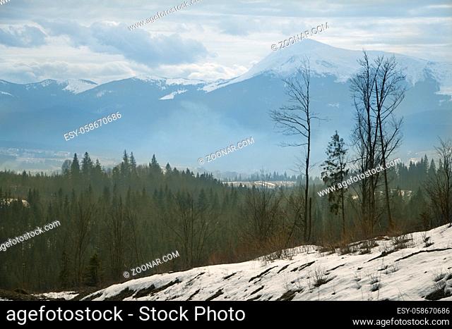 Winter snowy mountains with pine forest