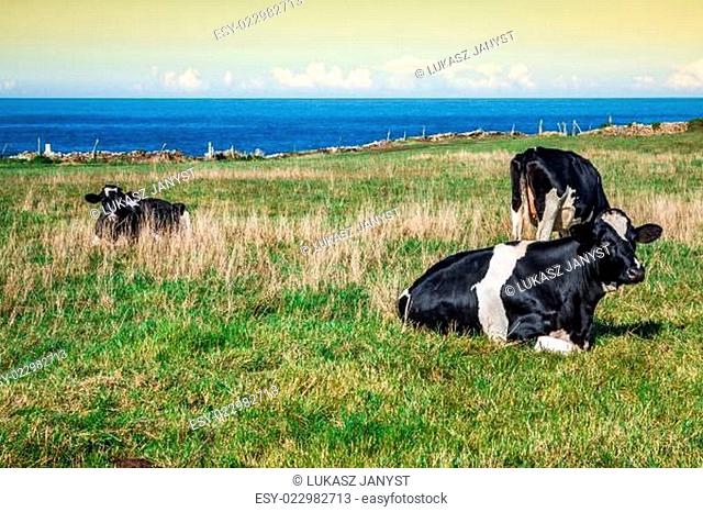 Spanish milk cow in the seaside farm, Asturias, Spain