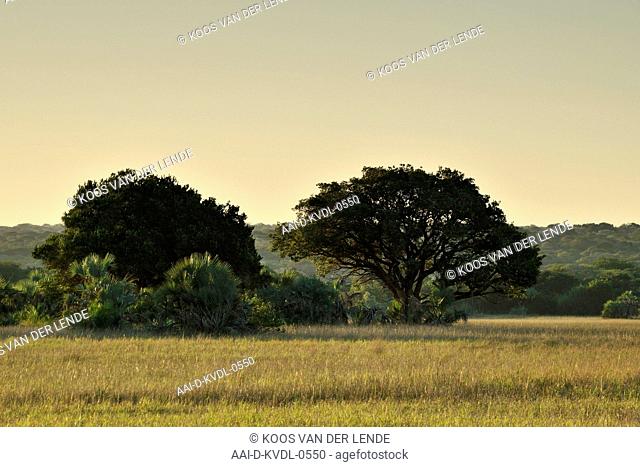 Landscape, Nungwe Pan, Tembe Elephant Park, Maputaland, KwaZulu Natal, South Africa