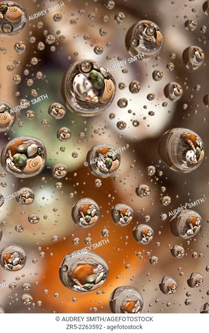 Water drops capture abstract reflections of assorted seashells, Florida, USA