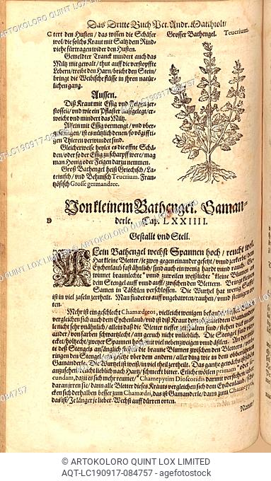 Teucrium, Big Bathengel, Fol. 281v, 1590, Pietro Andrea Mattioli, Joachim Camerarius: Kreuterbuch desz hochgelehrten unnd weitberühmten Herrn D