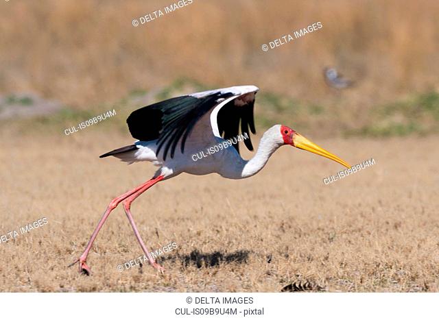 Yellow-billed Stork (Mycteria ibis), with spread wings, Moremi Game Reserve, Okavango Delta, Botswana
