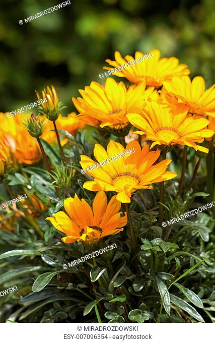 image of beautiful orange african daisy