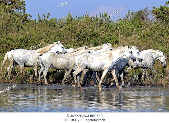 Camargue horses (Equus caballus), herd in water, Saintes-Marie-de-la-Mer, Camargue, France, Europe