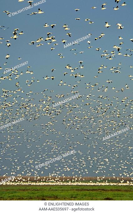 Flocks of Ross's Geese flying and in field in morning during migration, Merced National Wildlife Refuge, Central Valley, California