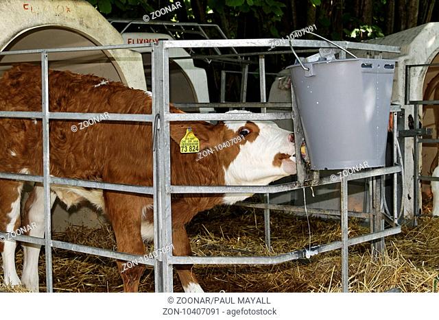 Calf in a Holding Pen Drinking Milk