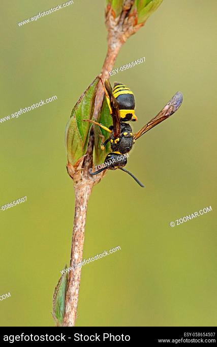 Faltenwespe, Ancistrocerus nigricornis, Potter wasp