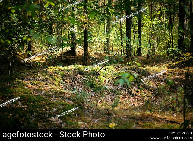 Old World War Trenches In Forest Since Second World War In Belarus