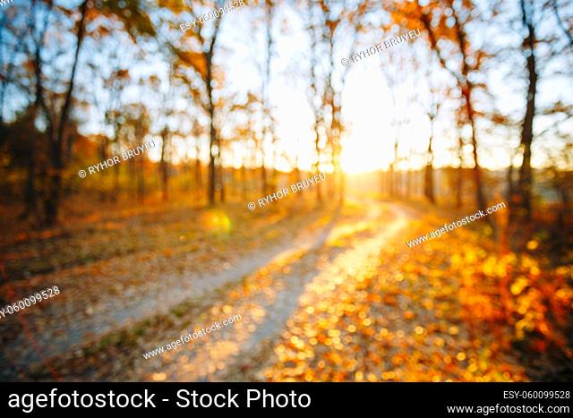 Abstract Autumn Natural Blurred Forest Road Background. Bokeh, Boke Woods With Sunlight, Red and Yellow Warm Colors of Nature