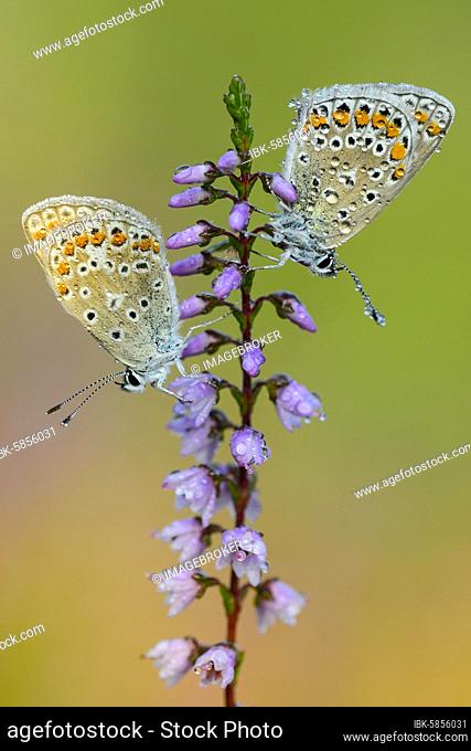 Two Common blue butterflies (Polyommatus icarus) one a branch of the flowering Common Heather (Calluna vulgaris) in the bog, Goldenstedter Moor, Goldenstedt