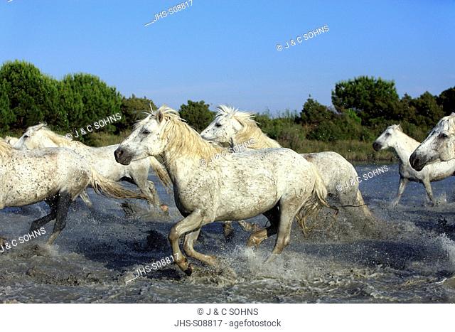 Camargue Horse, Equus caballus, Saintes Marie de la Mer, France, Europe, Camargue, Bouches du Rhone, group of horses galloping in water