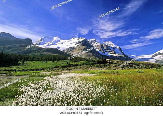Mt Athabasca and the Columbia Icefields, Jasper National Park, Alberta, Canada