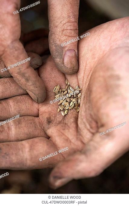 Fennel Seeds in hand