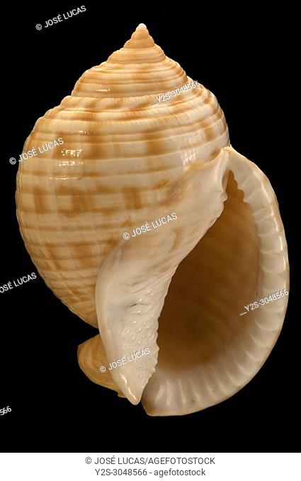 Seashell of Phalium granulatum (it is a subspecies of Semicassis granulata). Malacology collection. Spain. Europe