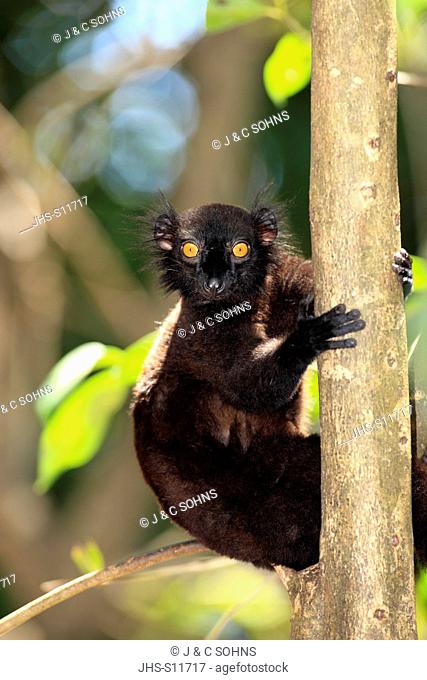Black Lemur, Eulemur macaco, Nosy Komba, Madagascar, Africa, adult male on tree