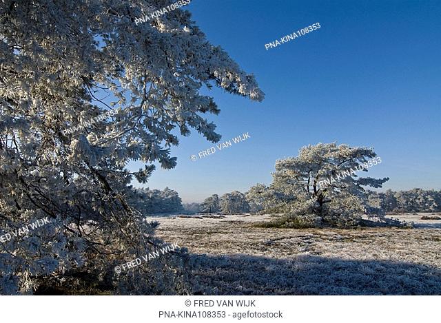 Scots Pine Pinus sylvestris - National Park De Hoge Veluwe, Guelders, The Netherlands, Holland, Europe