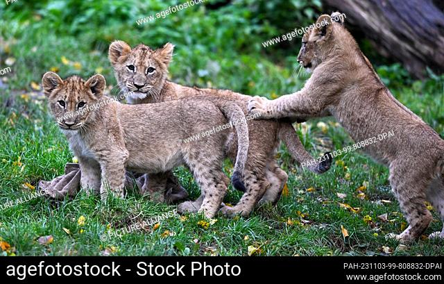 03 November 2023, Saxony, Leipzig: The lion cubs of the lioness Kigali at Leipzig Zoo frolic around the enclosure in the morning