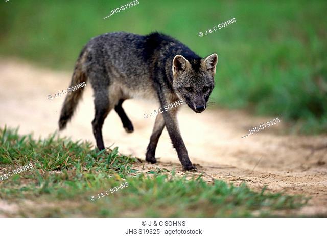 Crab-Eating Fox, (Cerdocyon thous), adult stalking, Pantanal, Mato Grosso, Brazil, South America